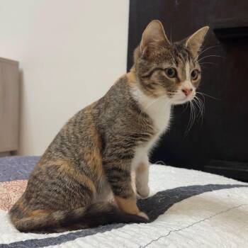 Domestic Short Hair Cats Available for Adoption in Tallahassee, Florida - Sally @ Fat Cat Cafe | PetCurious