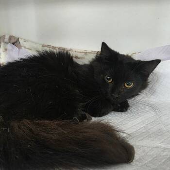 Knight -  Domestic Long Hair Cat for Adoption in Duncan, Oklahoma - Knight | PetCurious