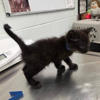 Masala -  Domestic Short Hair Cat for Adoption in Chattanooga, Tennessee - Masala | PetCurious