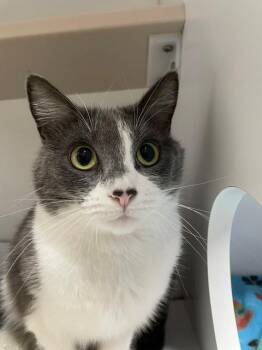 Estelle -  Domestic Short Hair Cat for Adoption in Hayward, Wisconsin - Estelle | PetCurious