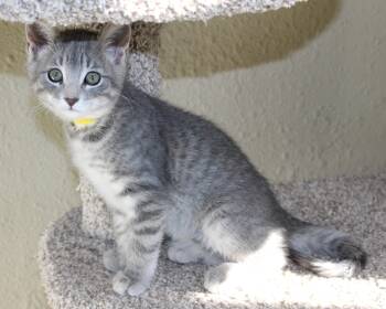 Rescue Domestic Short Hair Cats for Adoption in Huron, South Dakota - Steve | PetCurious