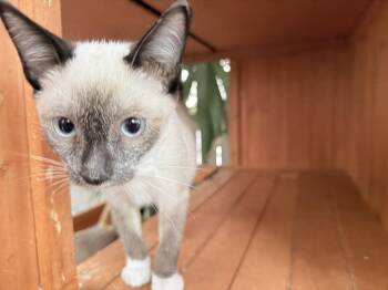Jacob -  Siamese Cat for Adoption in Oceanside, California - Jacob | PetCurious