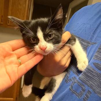 Frank -  Domestic Short Hair Cat for Adoption in Yorktown, Indiana - Frank | PetCurious