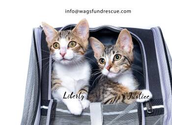 Rescue Tabby and Domestic Short Hair Cats for Adoption in Houston, Texas - Liberty | PetCurious