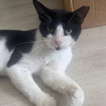 Tommy the Gentleman -  Domestic Short Hair Cat for Adoption in Buffalo, New York - Tommy The Gentleman | PetCurious