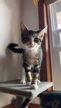 Louise -  Domestic Short Hair Cat for Adoption in New Woodstock, New York - Louise | PetCurious