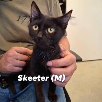 "Doug" Boy Kittens -  Domestic Short Hair Cat for Adoption in Weaverville, California - "Doug" Boy Kittens | PetCurious