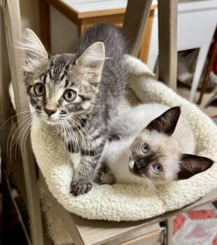 Grapette and Cola - Soda Pop Kittens -  Ragdoll and Siamese Cat for Adoption in Falmouth, Maine - Grapette And Cola - Soda Pop Kittens | PetCurious