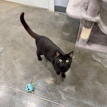 Kamari -  Domestic Short Hair Cat for Adoption in Fairmont, West Virginia - Kamari | PetCurious