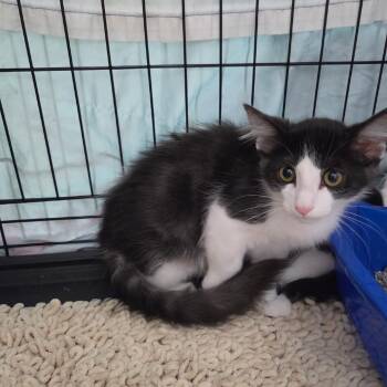 Baddy -  Domestic Short Hair Cat for Adoption in Normal, Illinois - Baddy | PetCurious