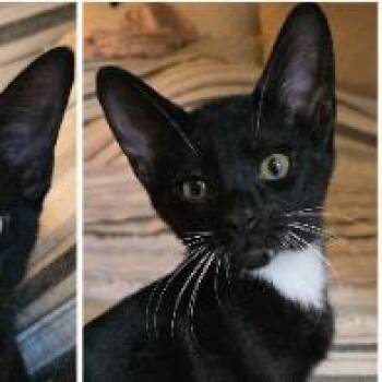 Dapper Dan -  Domestic Short Hair Cat for Adoption in Boerne, Texas - Dapper Dan | PetCurious