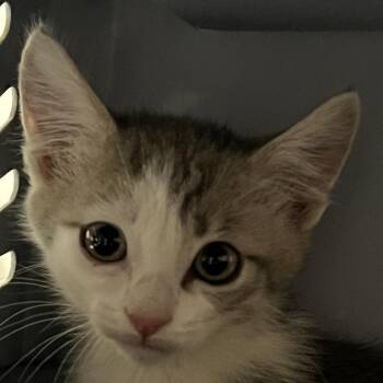 Charlie -  Domestic Short Hair Cat for Adoption in Yuma, Arizona - Charlie | PetCurious