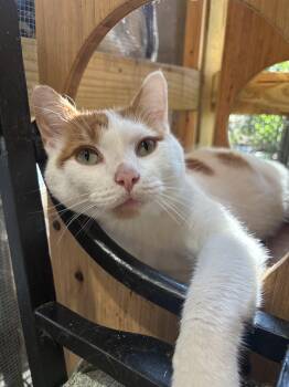 Rescue Domestic Short Hair Cats for Adoption in Pardeeville, Wisconsin - Beetle | PetCurious