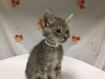 Domestic Short Hair Cats Available for Adoption - COCACOLA | PetCurious