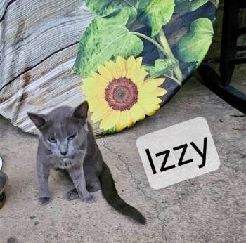 Izzy -  Tabby and American Shorthair Cat for Adoption in Raleigh, North Carolina - Izzy | PetCurious
