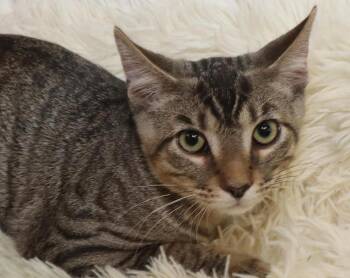 Atlas -  Tabby Cat for Adoption in Euclid, Ohio - Atlas | PetCurious