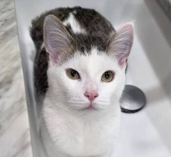 Pencils -  Domestic Short Hair Cat for Adoption in Richmond, Virginia - Pencils | PetCurious
