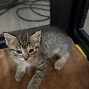 Carter 2291 -  Domestic Short Hair Cat Available for Adoption in Kansas City, Missouri - Carter 2291 | PetCurious