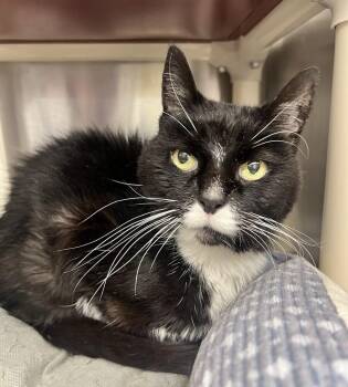 Paula -  Domestic Short Hair Cat for Adoption in Bowling Green, Ohio - Paula | PetCurious