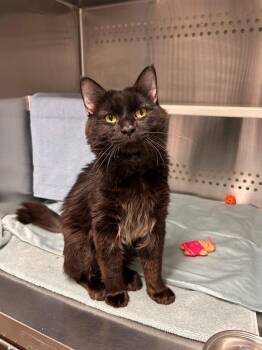 Rattlesnake Jake -  Domestic Medium Hair Cat for Adoption in Minot, North Dakota - Rattlesnake Jake | PetCurious