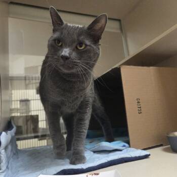 Rescue Domestic Short Hair Cats for Adoption in Ballston Spa, New York - Smokey Simba | PetCurious