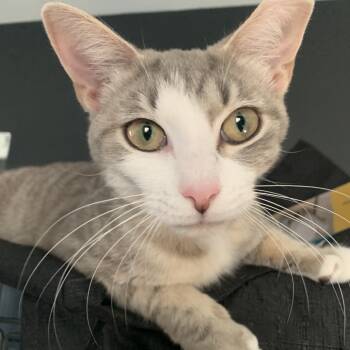 Rescue Domestic Short Hair Cats for Adoption in Ferndale, Michigan - Mindy St. Clair | PetCurious