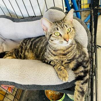 Domestic Short Hair Cats Available for Adoption - Willow | PetCurious