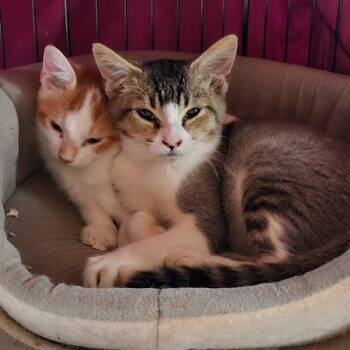 Kitten 1 -  Domestic Short Hair Cat for Adoption in Baytown, Texas - Kitten 1 | PetCurious