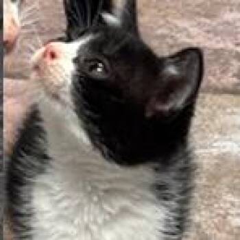 Domestic Short Hair Cats Available for Adoption in Cumming, Georgia - Priscilla Presley | PetCurious