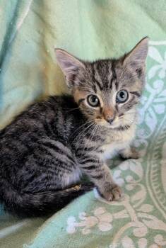 Taffy -  Domestic Short Hair Cat for Adoption in Evans, Georgia - Taffy | PetCurious