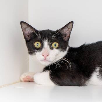 Calvert -  Domestic Short Hair Cat for Adoption in New York, New York - Calvert | PetCurious