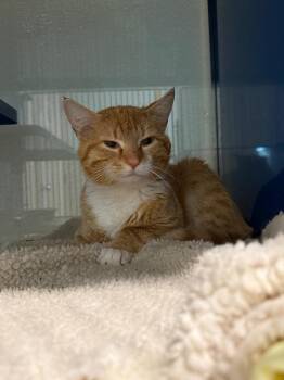 Cheeto -  Domestic Short Hair Cat Available for Adoption in Ashland, Wisconsin - Cheeto | PetCurious