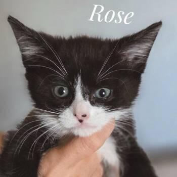 Rose -  Domestic Short Hair Cat for Adoption in Las Vegas, Nevada - Rose | PetCurious