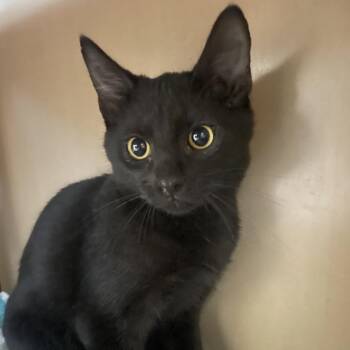 Gnocchi -  American Shorthair Cat for Adoption in Freeport, Florida - Gnocchi | PetCurious