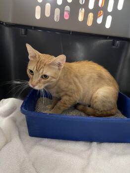Ginger -  Domestic Short Hair Cat for Adoption in Bolivar, Missouri - Ginger | PetCurious