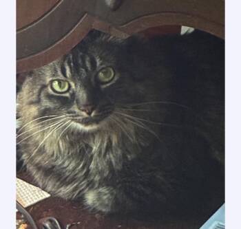 Max -  Domestic Long Hair Cat for Adoption in Stoughton, Wisconsin - Max | PetCurious