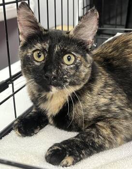 Twix -  Domestic Short Hair Cat for Adoption in Johnston, Rhode Island - Twix | PetCurious