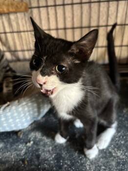 Rescue Domestic Short Hair Cats for Adoption in Camp Hill, Pennsylvania - Ozzy | PetCurious