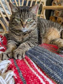 Luna -  Domestic Short Hair Cat for Adoption in Mount Pleasant, Texas - Luna | PetCurious