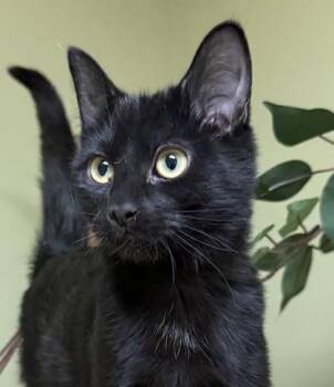 Brandy -  Domestic Long Hair and Domestic Short Hair Cat for Adoption in Hastings, Nebraska - Brandy | PetCurious
