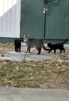 Domestic Short Hair Cats Available for Adoption - Tupac | PetCurious