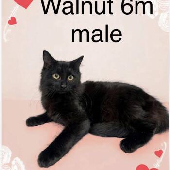 Domestic Short Hair Cats Available for Adoption - Walnut | PetCurious