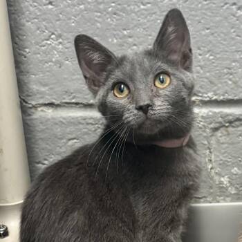 Hooptie -  Domestic Short Hair Cat for Adoption in Bardstown, Kentucky - Hooptie | PetCurious