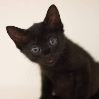 Apollo -  Domestic Short Hair Cat for Adoption in Cumming, Georgia - Apollo | PetCurious