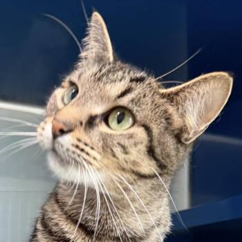 Chocolate Chip -  Domestic Short Hair Cat for Adoption in Sault Ste. Marie, Michigan - Chocolate Chip | PetCurious