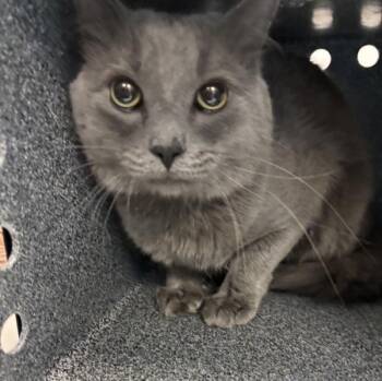 Domestic Medium Hair Cats Available for Adoption - Felix | PetCurious