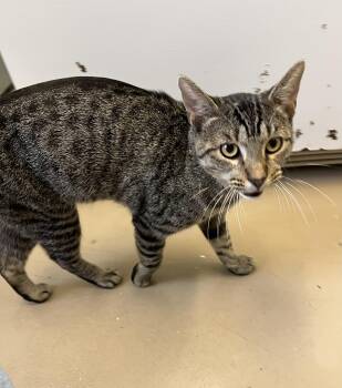 Tiger -  Tabby Cat for Adoption in Carthage, Illinois - Tiger | PetCurious