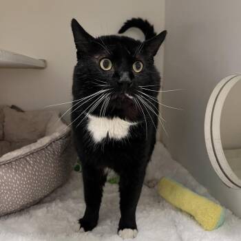 Domestic Short Hair Cats Available for Adoption - Professor Meow-it All | PetCurious