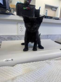 Lysandra -  Domestic Short Hair Cat for Adoption in Roseville, California - Lysandra | PetCurious