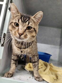 Rescue Domestic Short Hair Cats for Adoption in Oskaloosa, Iowa - Carson | PetCurious